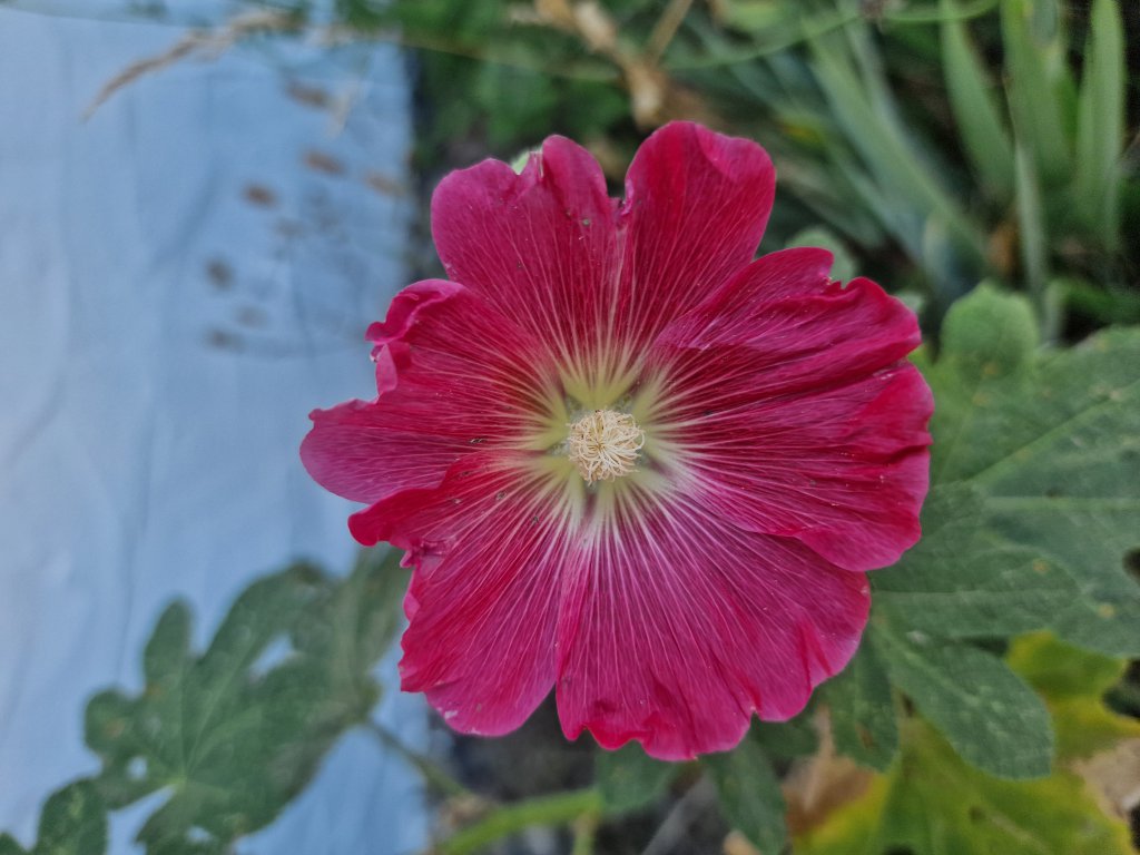 Gewöhnliche Stockrose (Alcea rosea) in Hutschdorf
