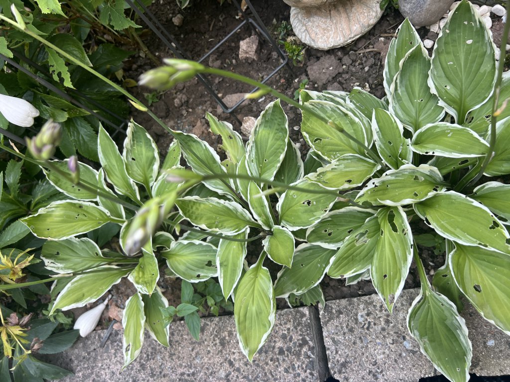 Lilien-Funkie (Hosta plantaginea) Raum Kasendorf, Oberfranken