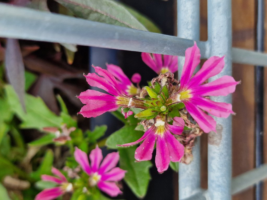 Blaue Fächerblume (Scaevola aemula) Raum Kasendorf, Oberfranken