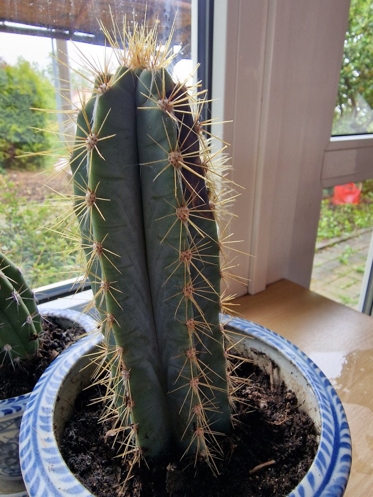 Cereus peruvianus (Cereus peruvianus) nahe Eger