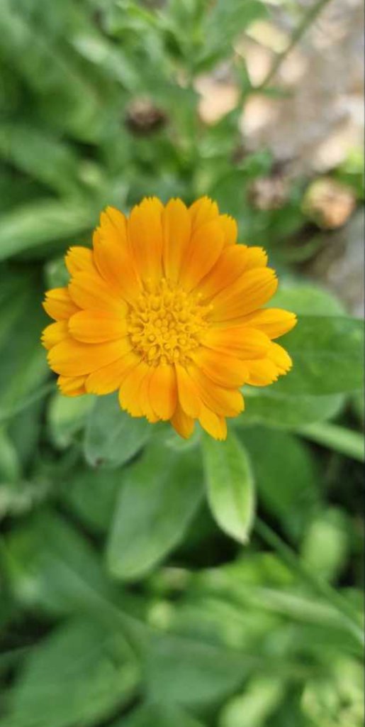 Garten-Ringelblume (Calendula officinalis) Raum Kasendorf, Oberfranken
