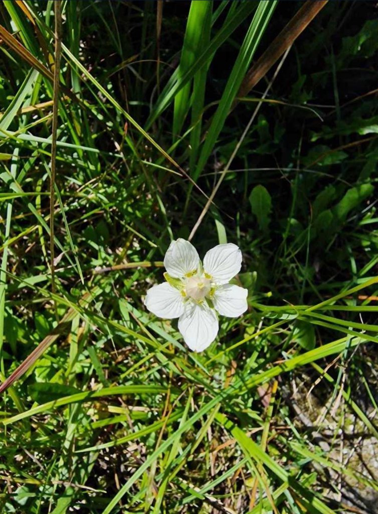Sumpf-Herzblatt (Parnassia palustris) Raum Kasendorf, Oberfranken