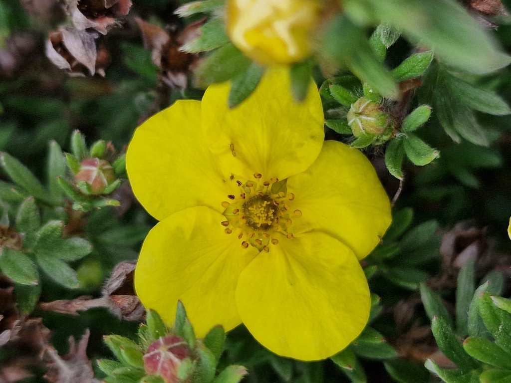 Fingerstrauch (Potentilla fruticosa) nahe Seubersdorf