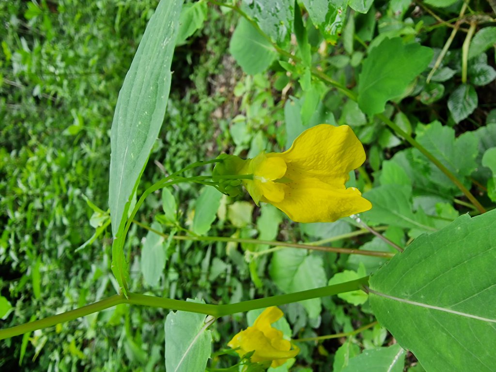 Großes Springkraut (Impatiens glandulifera) Raum Kasendorf, Oberfranken