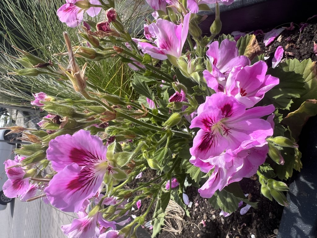 Duft-Pelargonie (Pelargonium (Duft-Pelargonien Gruppe)) Raum Kasendorf, Oberfranken