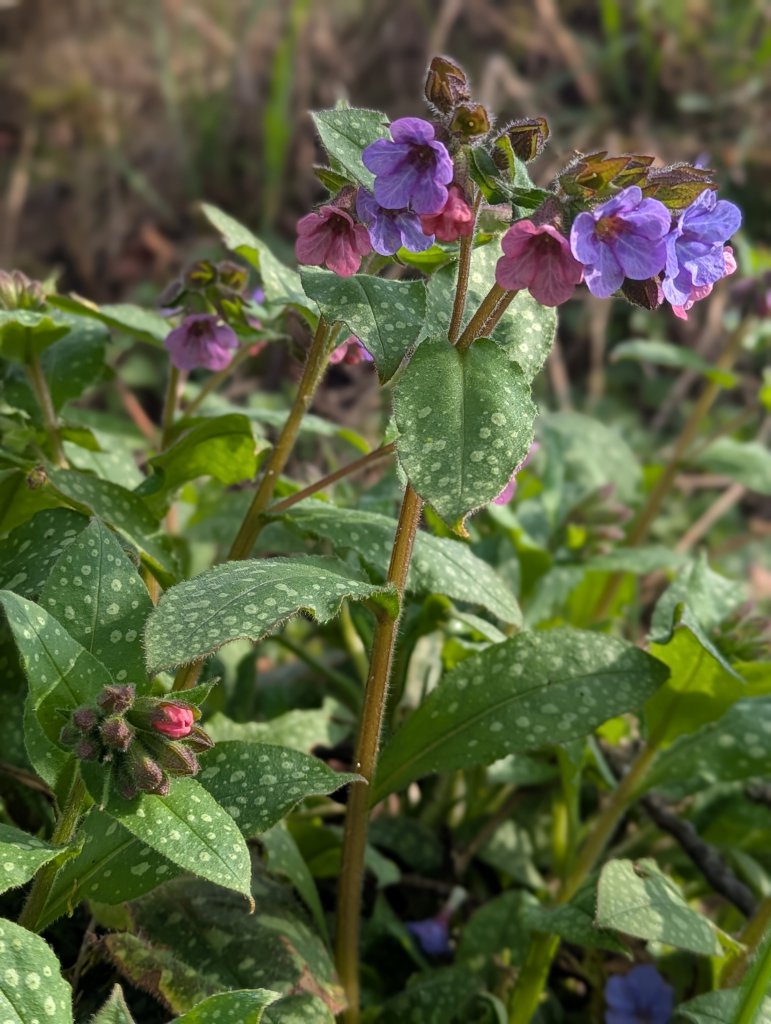 Geflecktes Lungenkraut (Pulmonaria officinalis) in Weidach
