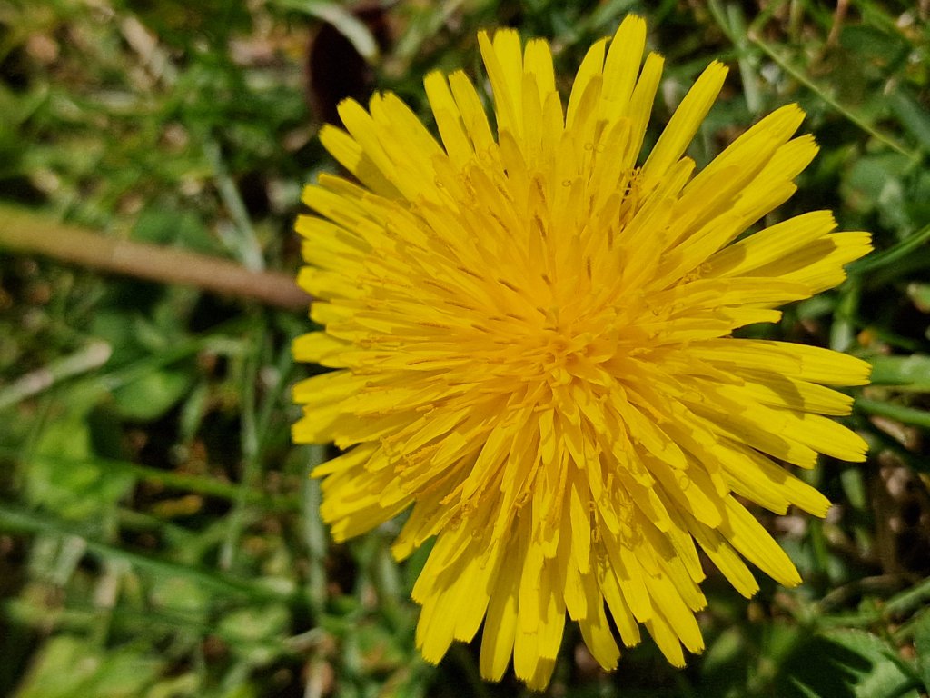 Löwenzahn (Taraxacum officinale agg.) nahe Seubersdorf