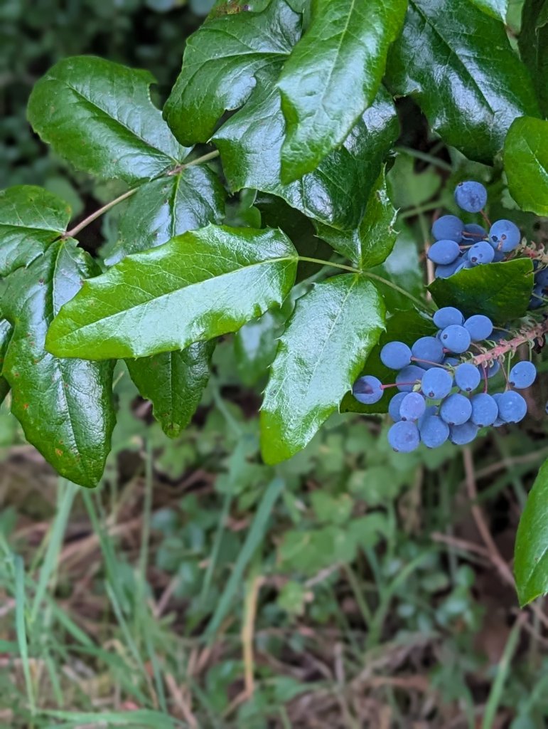 Gewöhnliche Mahonie (Mahonia aquifolium) in Weidach