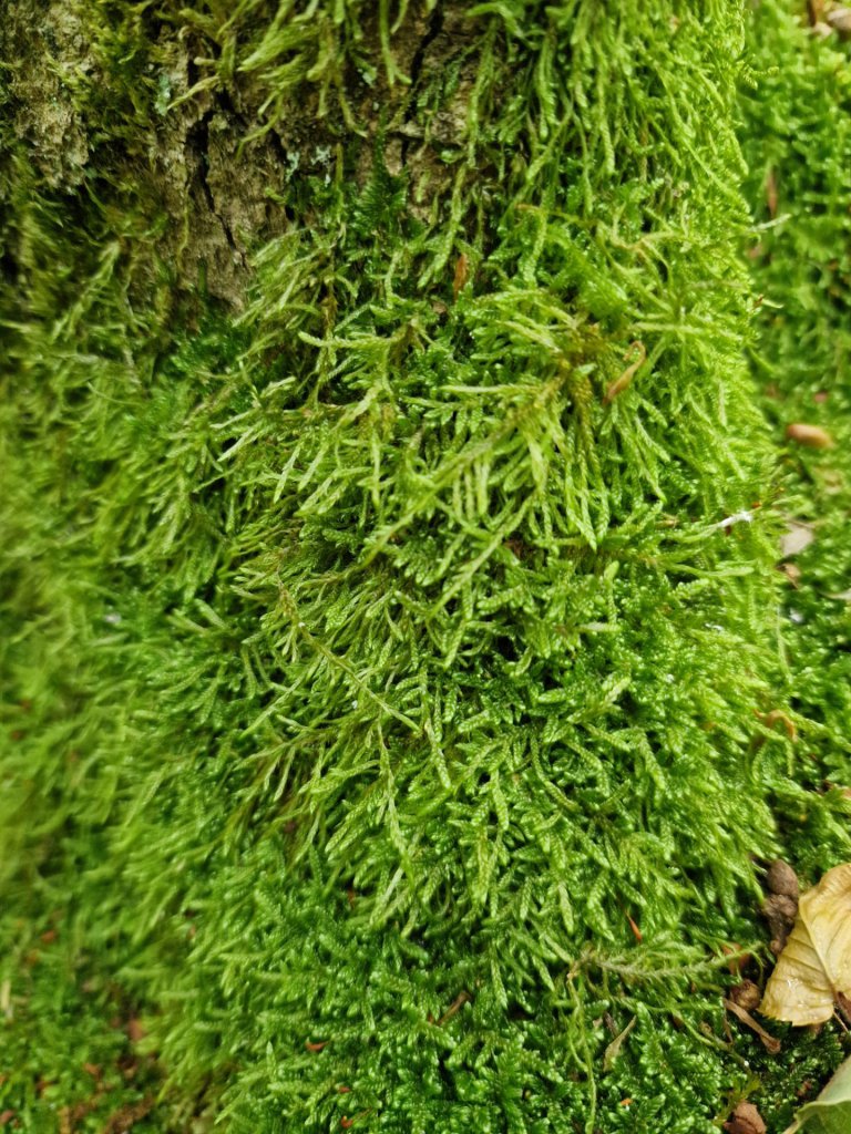 Zypressenblattmoos
