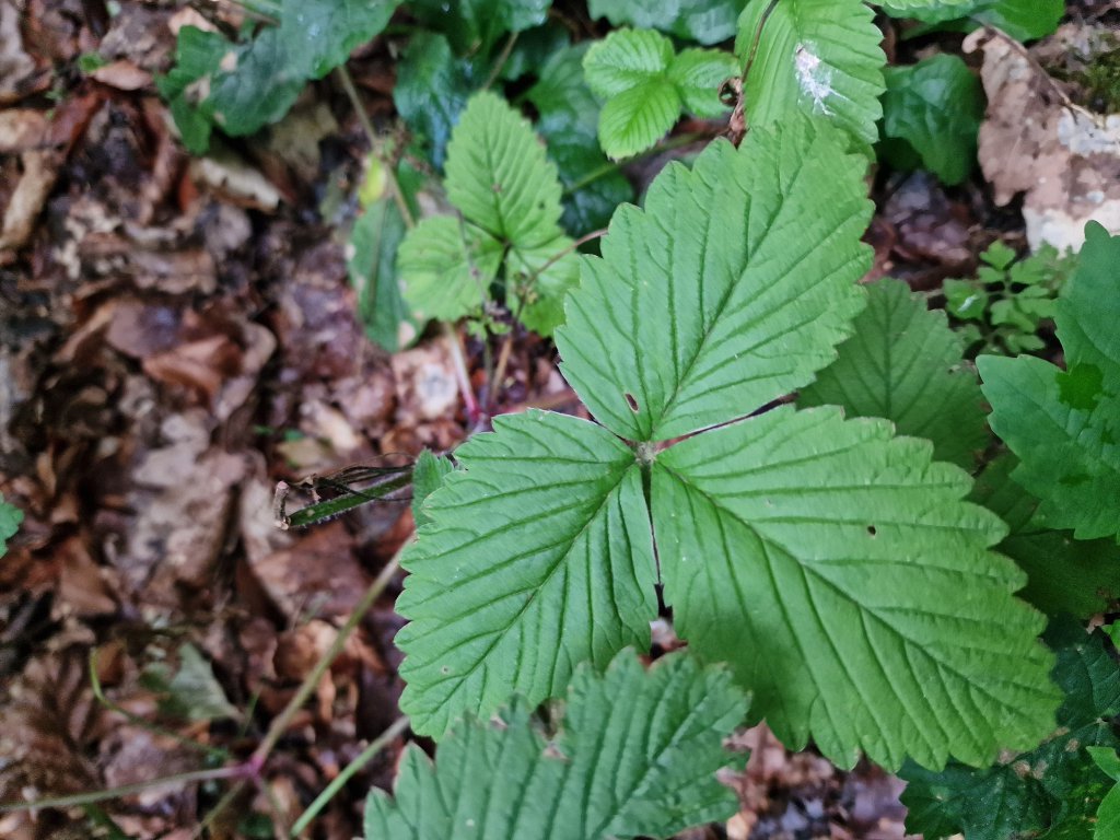 Wald-Erdbeere (Fragaria vesca) in Seubersdorf