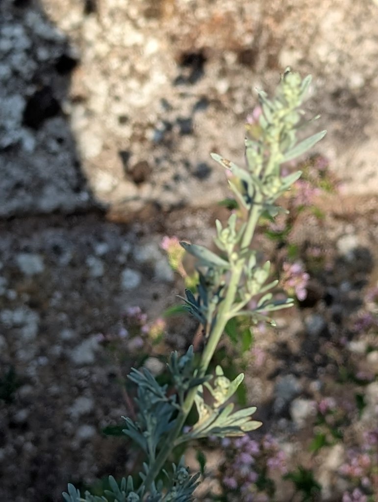 Wermut (Artemisia absinthium) in Weidach