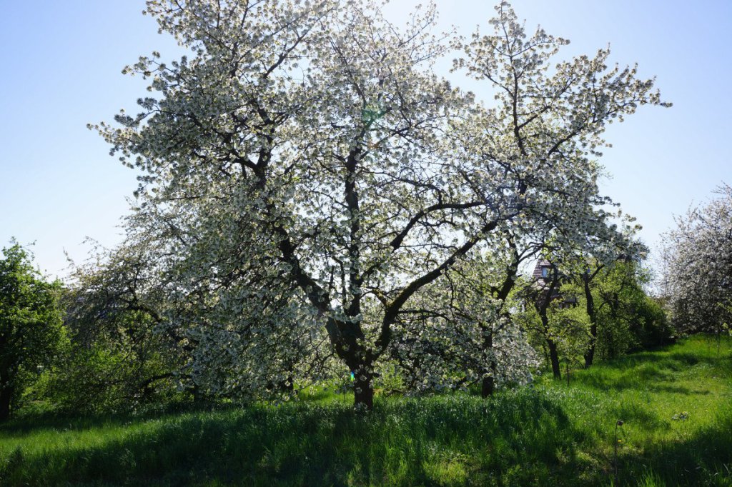 Vogel-Kirsche (Prunus avium) in Weidach