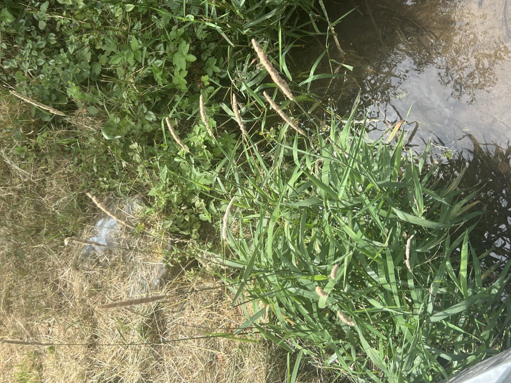 Rohr-Glanzgras (Phalaris arundinacea) in Döllnitz