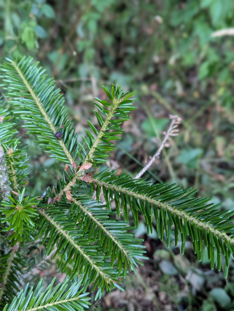 Weiß-Tanne (Abies alba) in Weidach