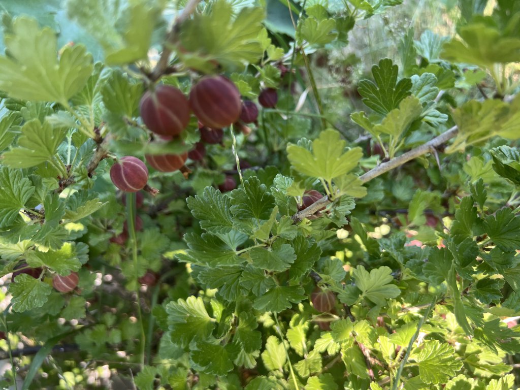Stachelbeere (Ribes uva-crispa) Raum Kasendorf, Oberfranken