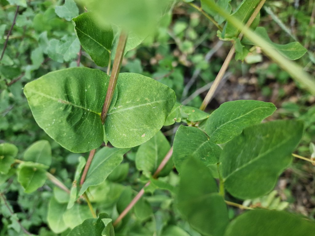 Erbsen-Wicke (Vicia pisiformis) Raum Kasendorf, Oberfranken