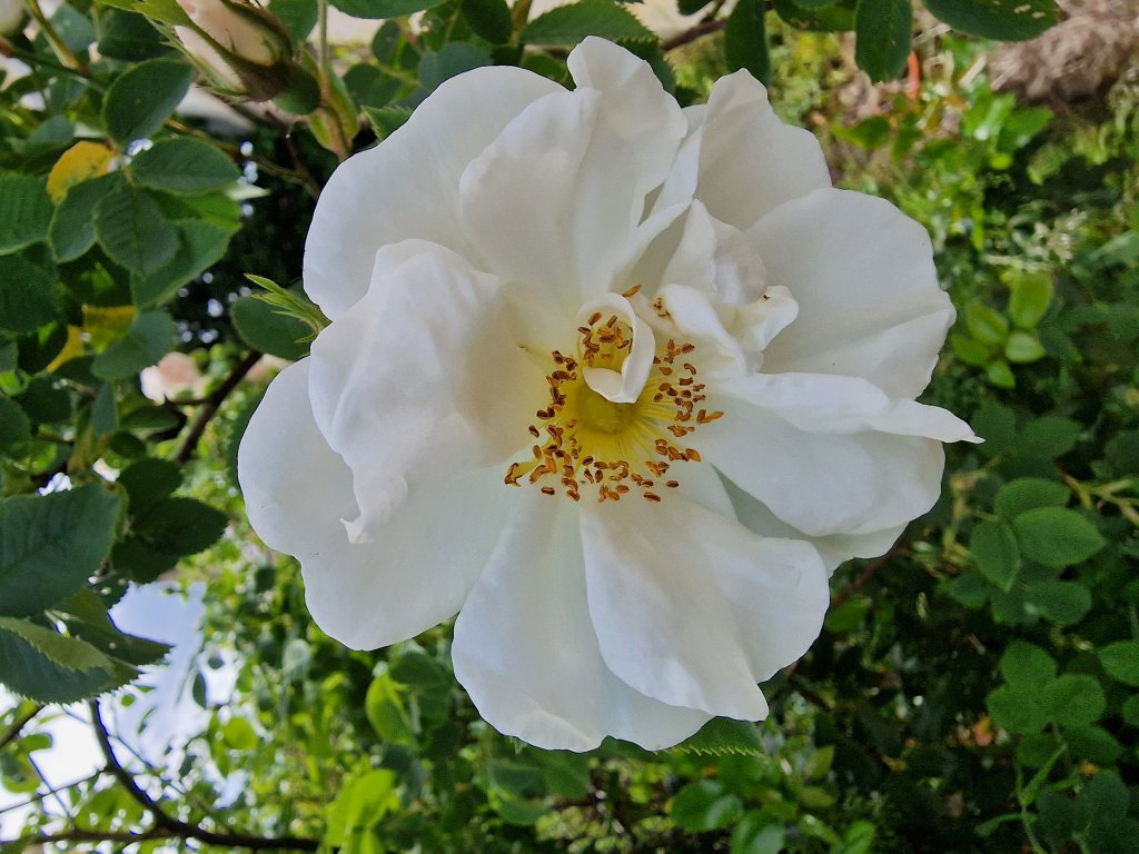 alba-rose (Rosa × alba) Raum Kasendorf, Oberfranken