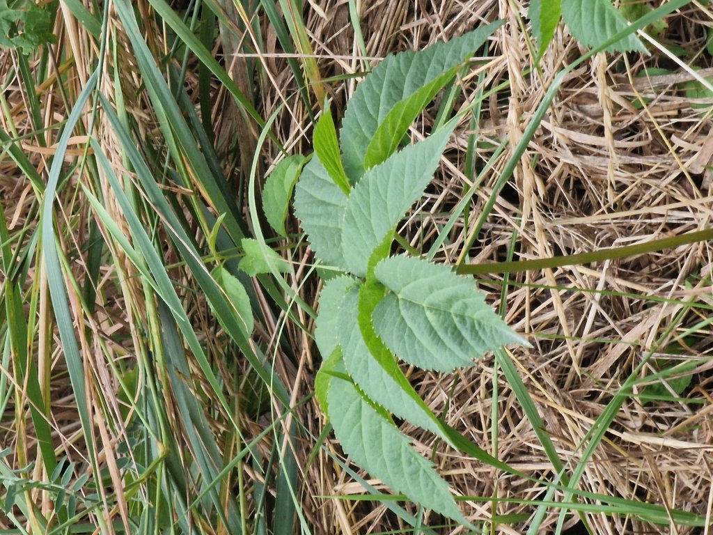 Gewöhnlicher Giersch (Aegopodium podagraria) in Seubersdorf