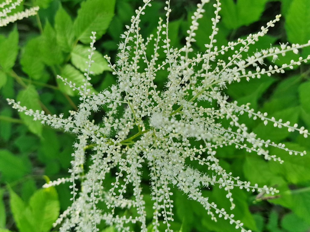 Wald-Geißbart (Aruncus dioicus) Raum Kasendorf, Oberfranken