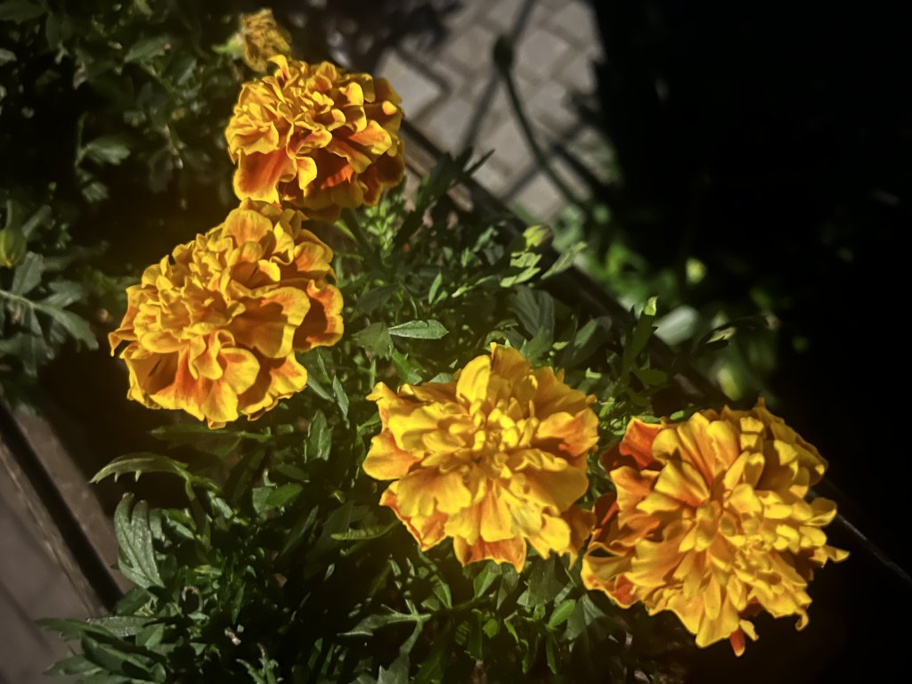 Aufrechte Samtblume (Tagetes erecta) Raum Kasendorf, Oberfranken