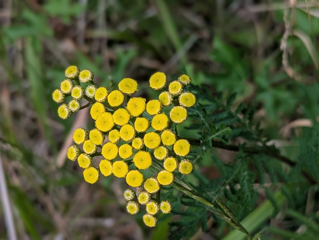 Rainfarn (Tanacetum vulgare) in Weidach Callenberger Forst
