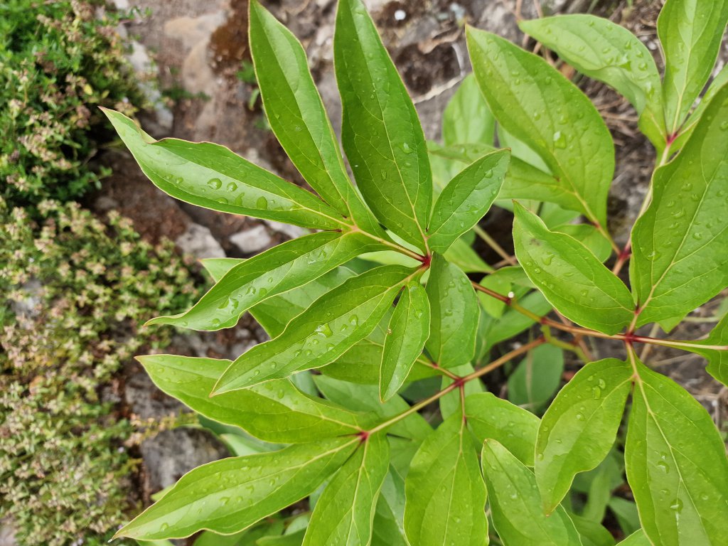 Garten-Pfingstrose (Paeonia lactiflora) in Berndorf
