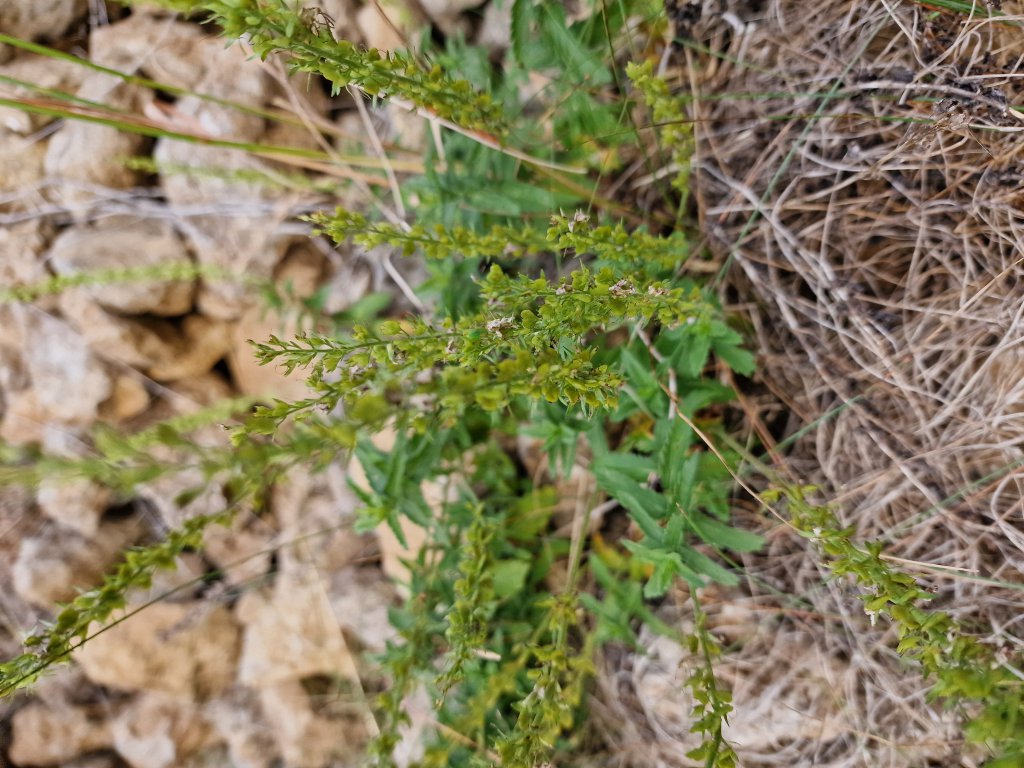 Österreichischer Ehrenpreis (Veronica austriaca) in Seubersdorf