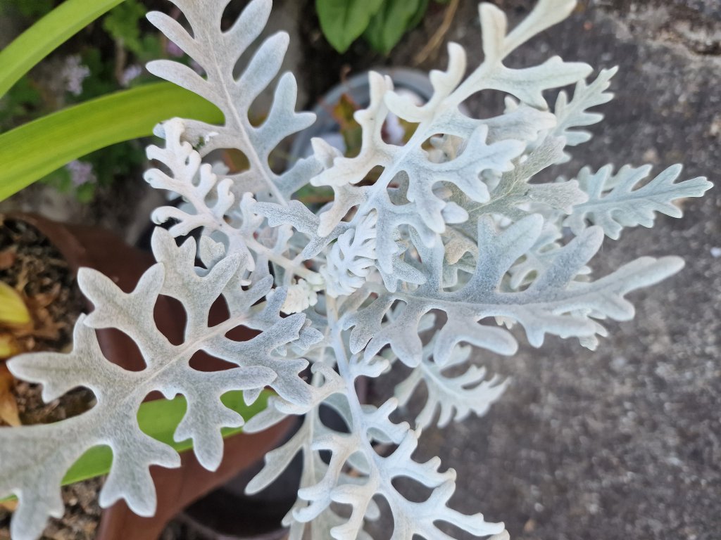 Weißfilziges Greiskraut