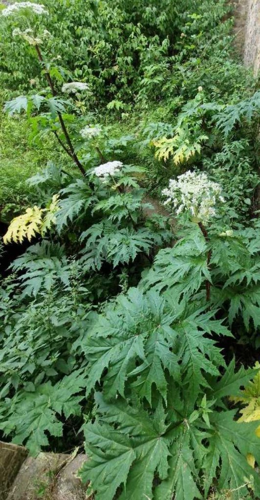 Riesen-Bärenklau (Heracleum mantegazzianum) Raum Kasendorf, Oberfranken