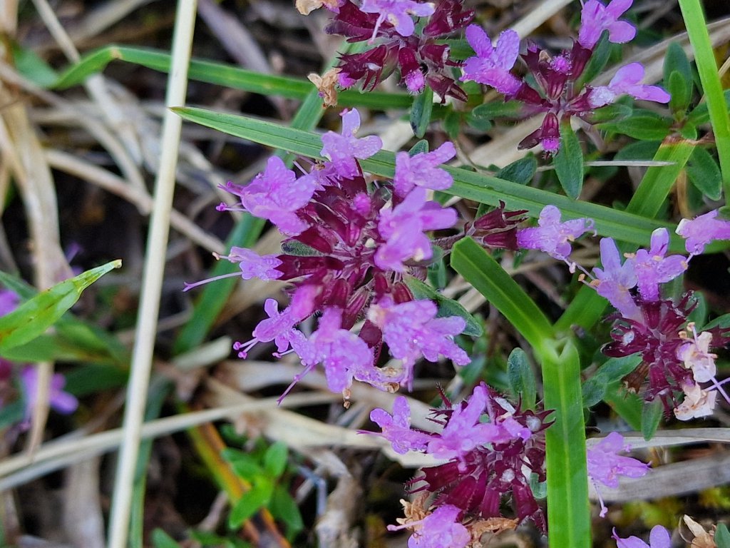 Sand-Thymian (Thymus serpyllum) Raum Kasendorf, Oberfranken