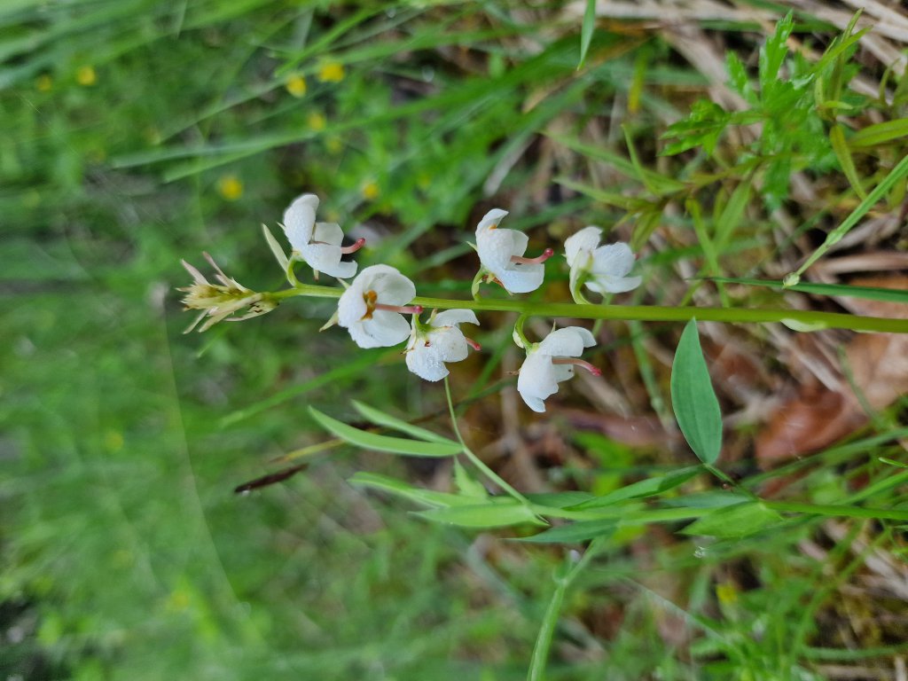 Rundblättriges Wintergrün