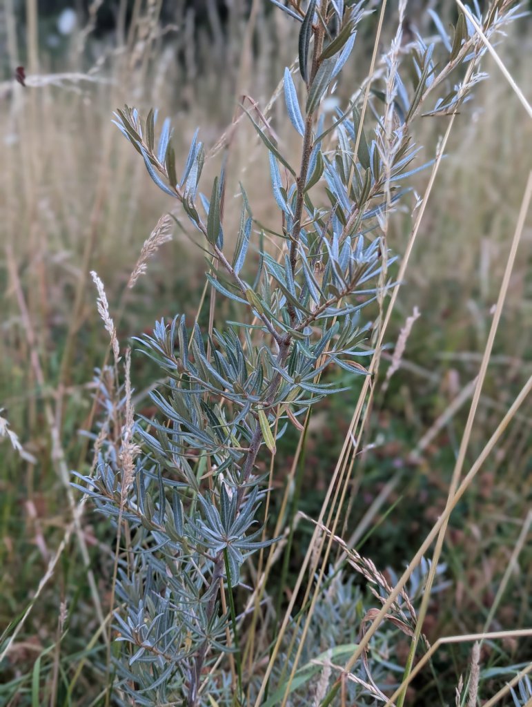 Sanddorn (Hippophae rhamnoides) in Weidach