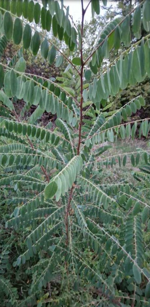 Bastardindigo (Amorpha fruticosa) Raum Kasendorf, Oberfranken