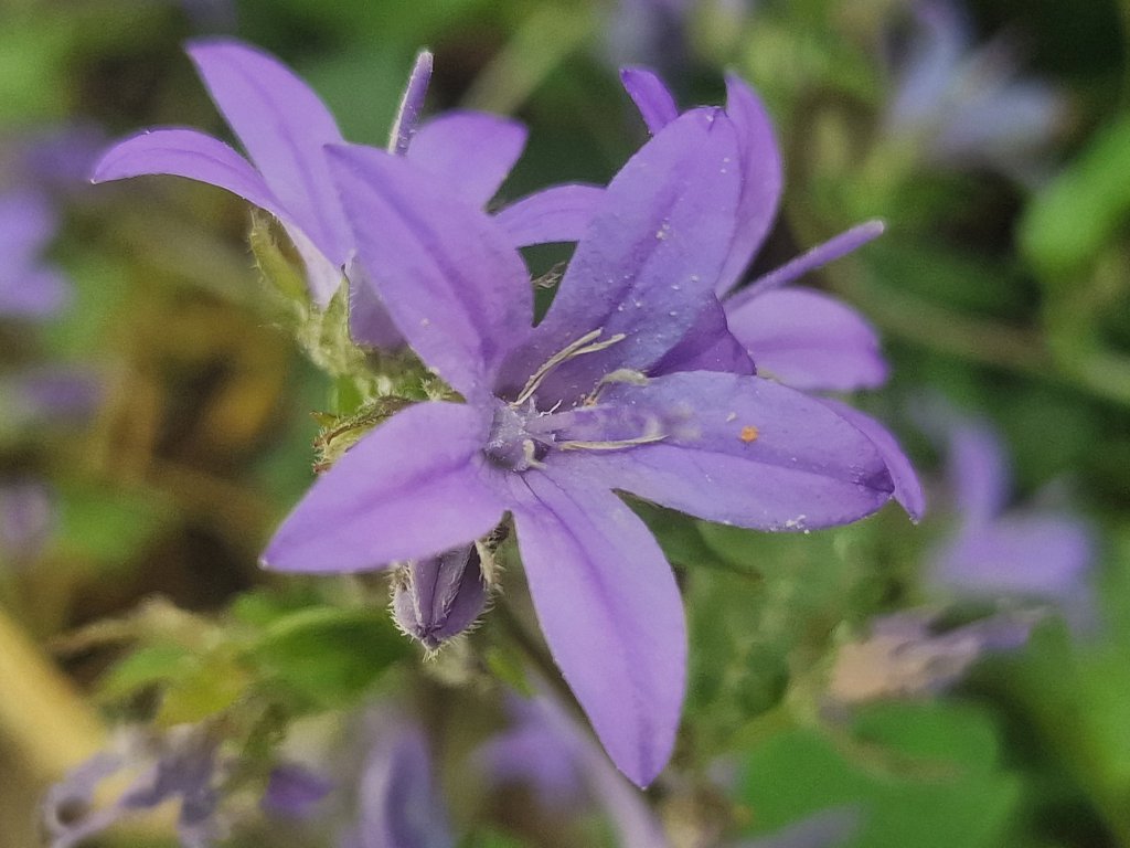 Hängepolster-Glockenblume (Campanula poscharskyana) nahe Reuth