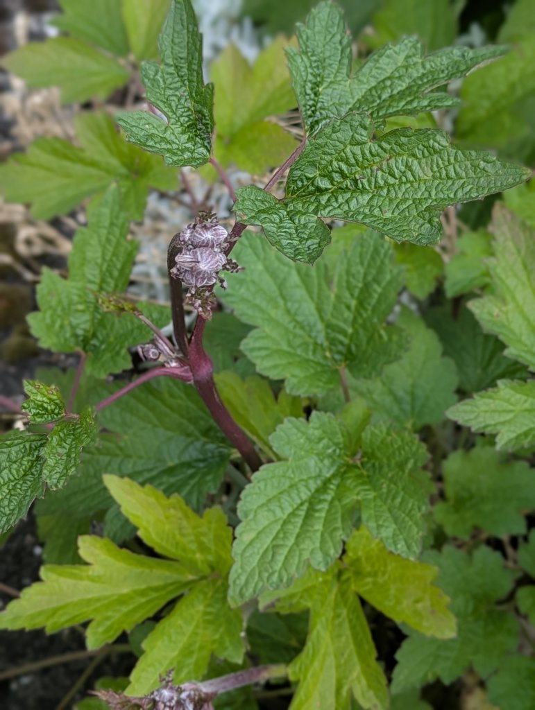 Herbst-Anemone (Anemone hupehensis) in Weidach