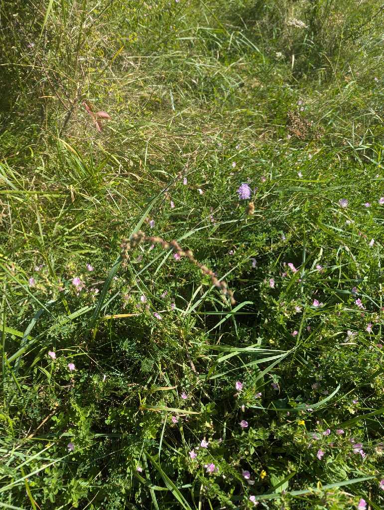 Dornige Hauhechel (Ononis spinosa) in Gmünda
