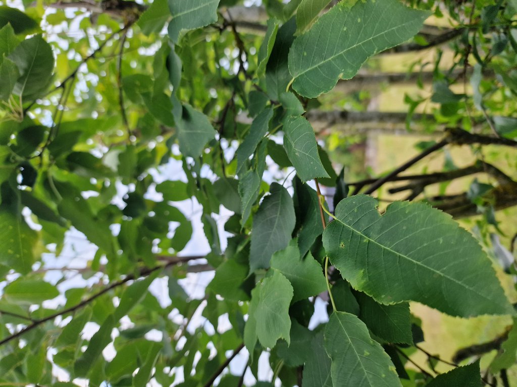 Kanadische Felsenbirne (Amelanchier canadensis) in Seubersdorf