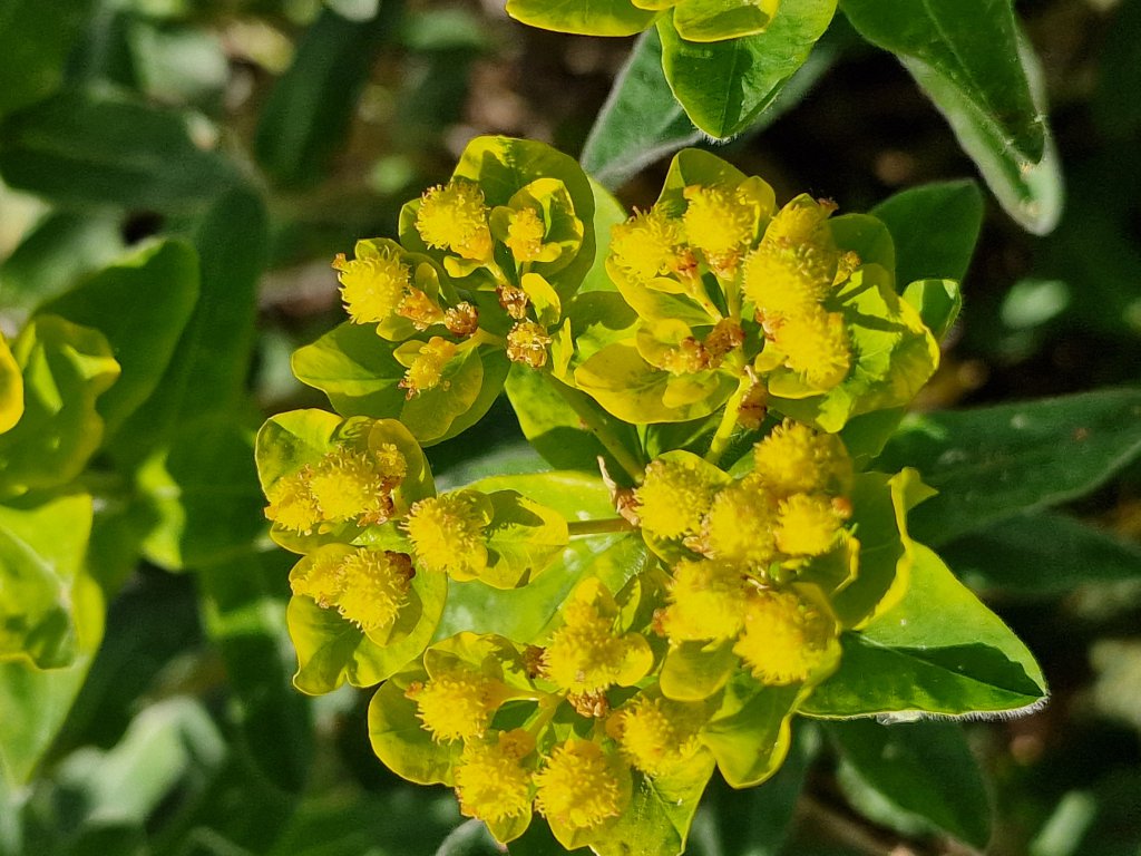 Vielfarbige Wolfsmilch (Euphorbia epithymoides, syn. Euphorbia polychroma) nahe Seubersdorf