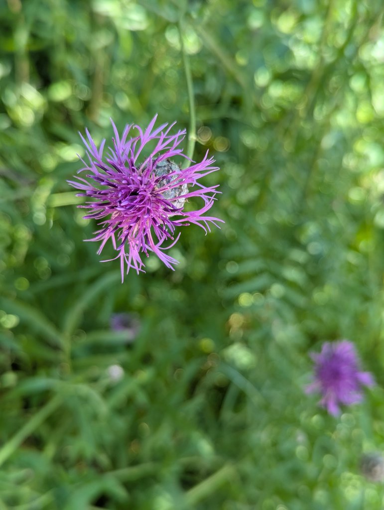 Skabiosen-Flockenblume (Centaurea scabiosa) in Weidach