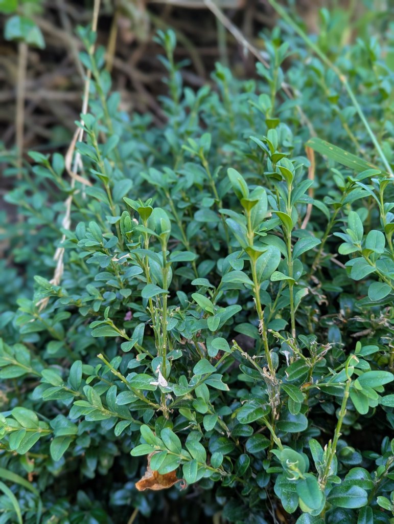 Buchsbaum (Buxus sempervirens) in Weidach