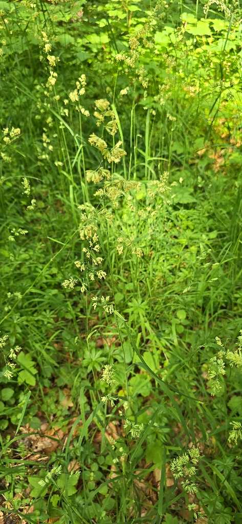 Gewöhnliches Knaulgras (Dactylis glomerata) nahe Lopp