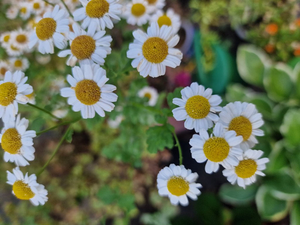 Mutterkraut (Tanacetum parthenium) in Seubersdorf