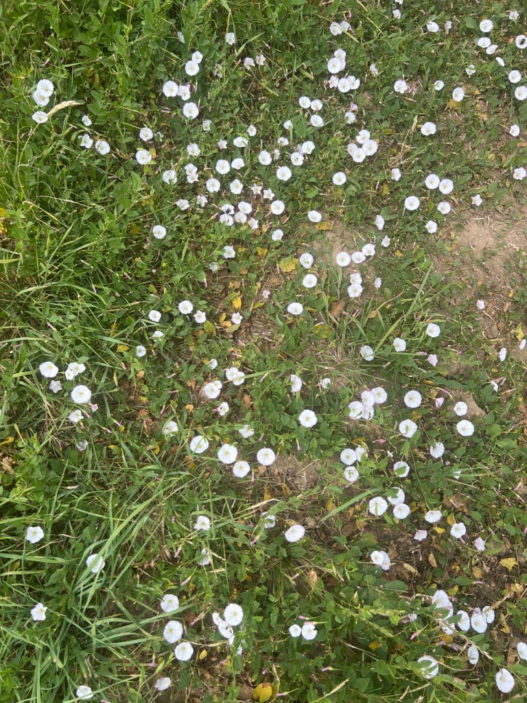 Acker-Winde (Convolvulus arvensis) in Döllnitz