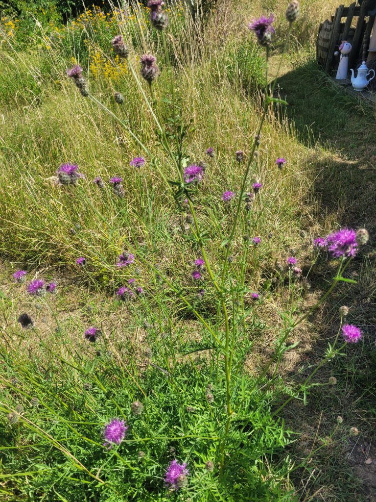 Skabiosen-Flockenblume (Centaurea scabiosa) in Lopp