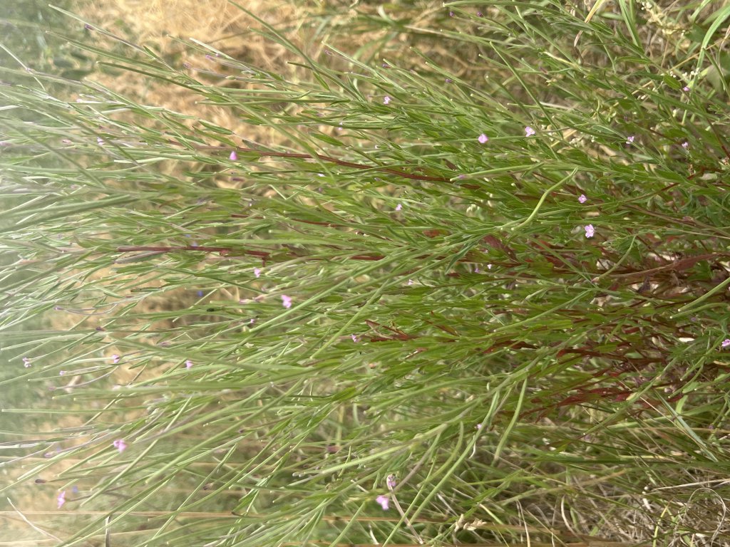 Vierkantiges Weidenröschen (Epilobium tetragonum) in Döllnitz