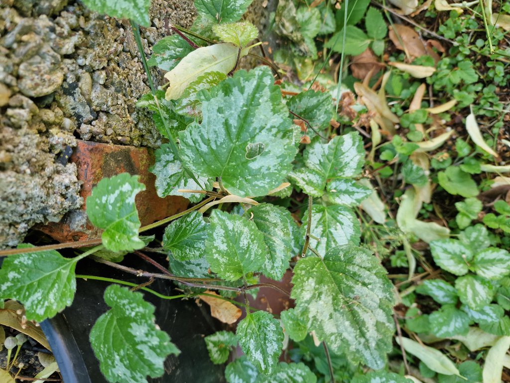 Echte Goldnessel (Lamium galeobdolon) in Berndorf