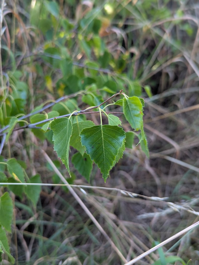 Hänge-Birke (Betula pendula) in Weidach