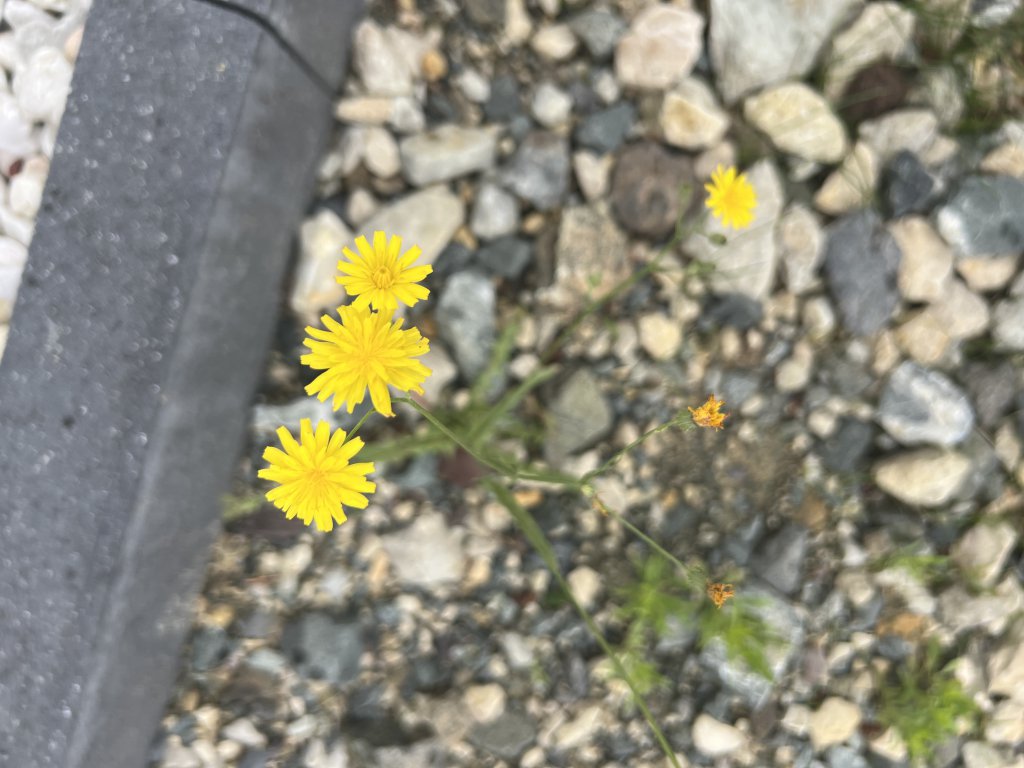 Kleinköpfiger Pippau (Crepis capillaris) in Döllnitz