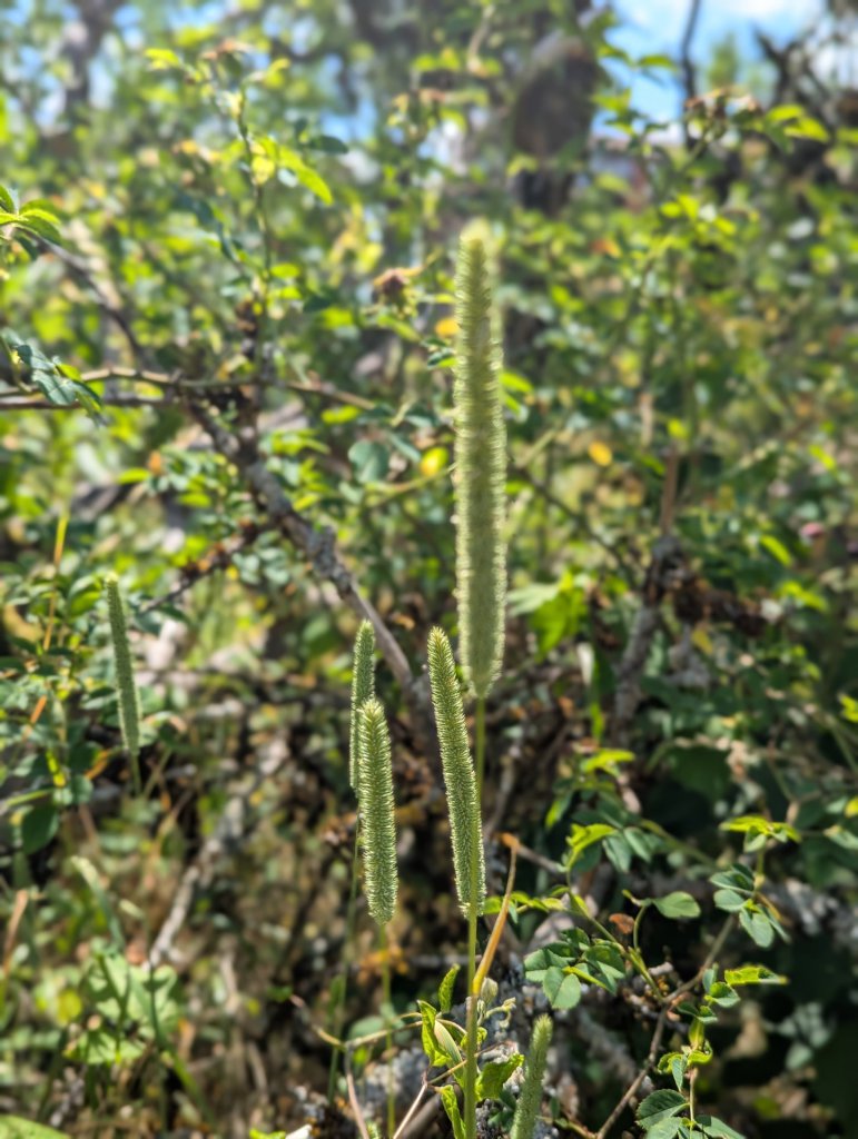 Wiesen-Lieschgras (Phleum pratense) in Weidach
