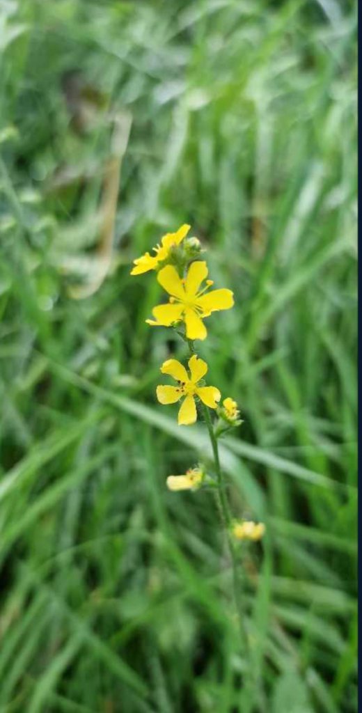 Kleiner Odermennig (Agrimonia eupatoria) Raum Kasendorf, Oberfranken
